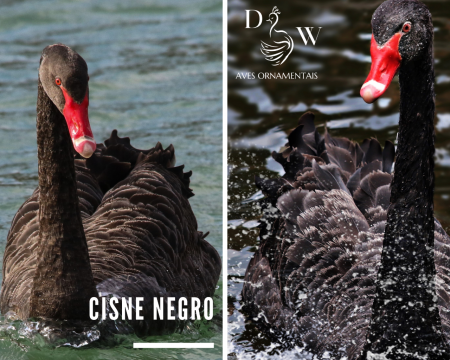 Cisne Negro